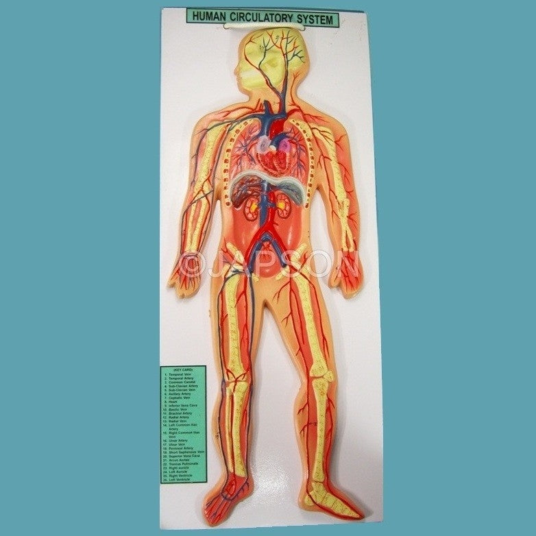 Human Circulatory System, Superior Human Circulatory System, Superior